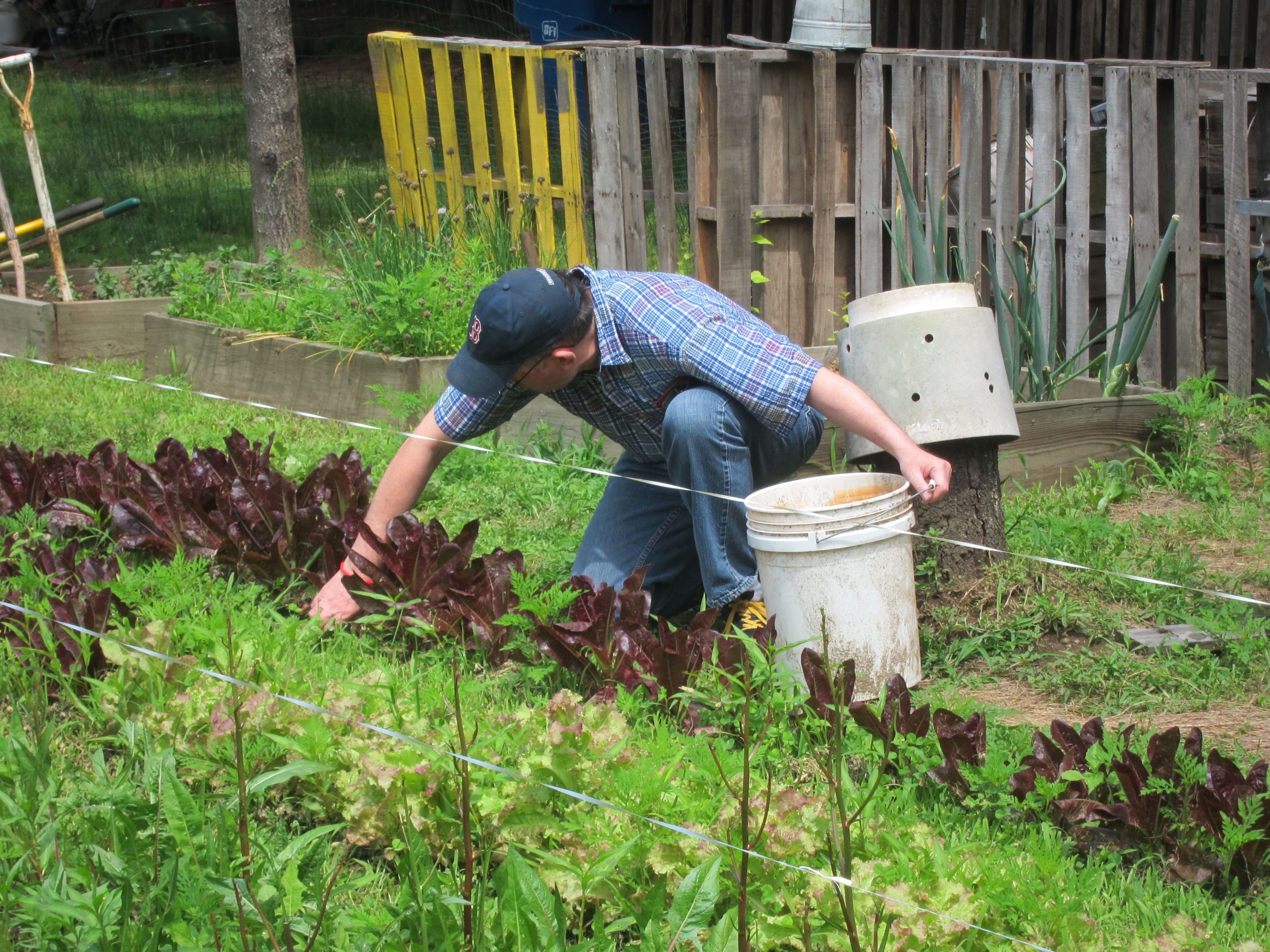 Picking Lettuce