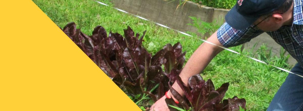 A man picking lettuce at TILL Farms program