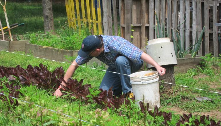 Picking Lettuce